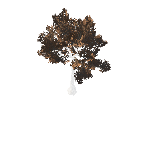 BeecthTree01Fall_afsTREE_xmvcb _xlod00_xlp_1